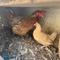 مرغ