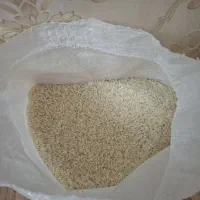 برنج هاشمی  پربار