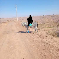 مادیون کره کهیل میرزاه حسنی