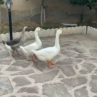 قوغاز