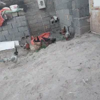 مرغ و جوجه و نمیمچه