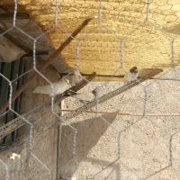 کفتر فروشی