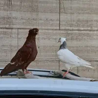 پرنده|پرنده|شوش, |دیوار