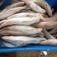 ماهی عمده فقط
