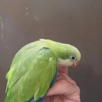راهب