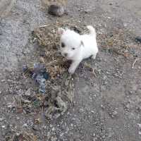 واگزاری توله