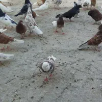 بیله کفتر پرشی