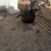 بوقلمون|حیوانات مزرعه|هیرمند, |دیوار