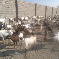 دامپروری وپرواربندی مرکزی قشم