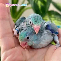 جوجه طوطی سرلاکی پروتلت