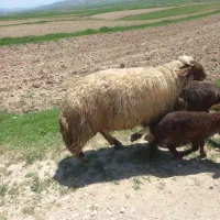 قوچ سنجابی
