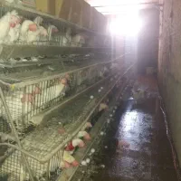 مرغ تخمگذار چاق برای تخم و خون