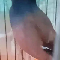مرغ مینا