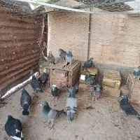 کبوتر|حیوانات|رفسنجان, |دیوار