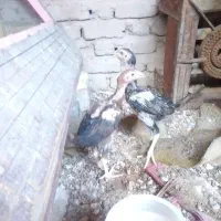 جوجه لاری اصل