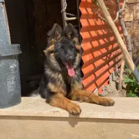 واگذاری سگ ژرمن شولان