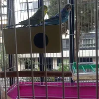 یک جفت مرغ عشق