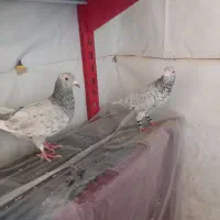 کبوتر|پرنده|بجنورد, |دیوار