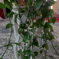 گل و گلدان پوتوس