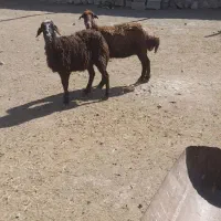 میش