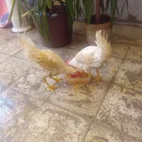 مرغ