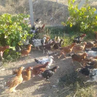 مرغ وخروس
