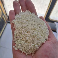 برنج گیلان مازندران شمال/ نقد  چک