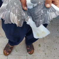 چندجفت کفتر جفتگاه مقبول و کفتر جوجه جوانه
