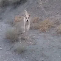 این سگ سرابی هست