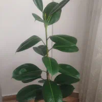 گل فیکوس