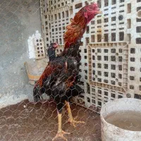 خروس اوشامو