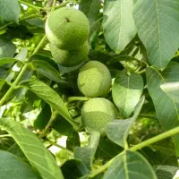 گردو سبز