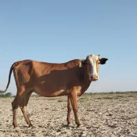 شنگد گاو ابستن