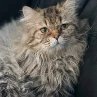 واگذاری گربه