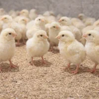 جوجه گوشتی راس شرایط و خرید پایان دوره