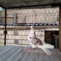 کبوتر پرشی