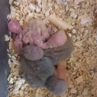 جوجه طوطی برزیلی آماده برای فول رام شدن.