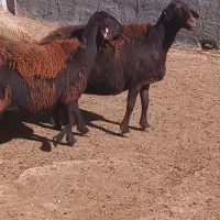 میش هترو ابستن