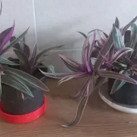 گل زیپلین|گل و گیاه طبیعی|رشت, آب آسیاب|دیوار