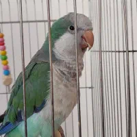 طوطی راهب