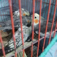 جوجه عروس هلندی