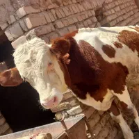 گوساله نر سیمینتال