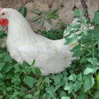 مرغ سفید پر صاف تخم گزار در تعداد محدود موجود شد