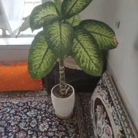 دیفن باخیا چهارساله