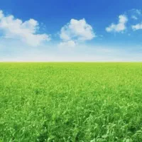 زمین برای خانه باغ ۱۵۰۰ متر بالاتر از مرغ داری