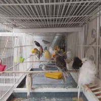 قناری نر ماده جوجه
