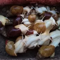 حلزون  خانگی