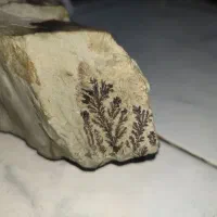 یک عدد سنگ شجر پاییزی