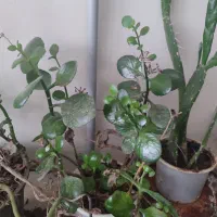 گل و گیاه|گل و گیاه طبیعی|قوچان, |دیوار