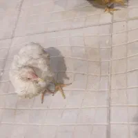 جوجه مرغ